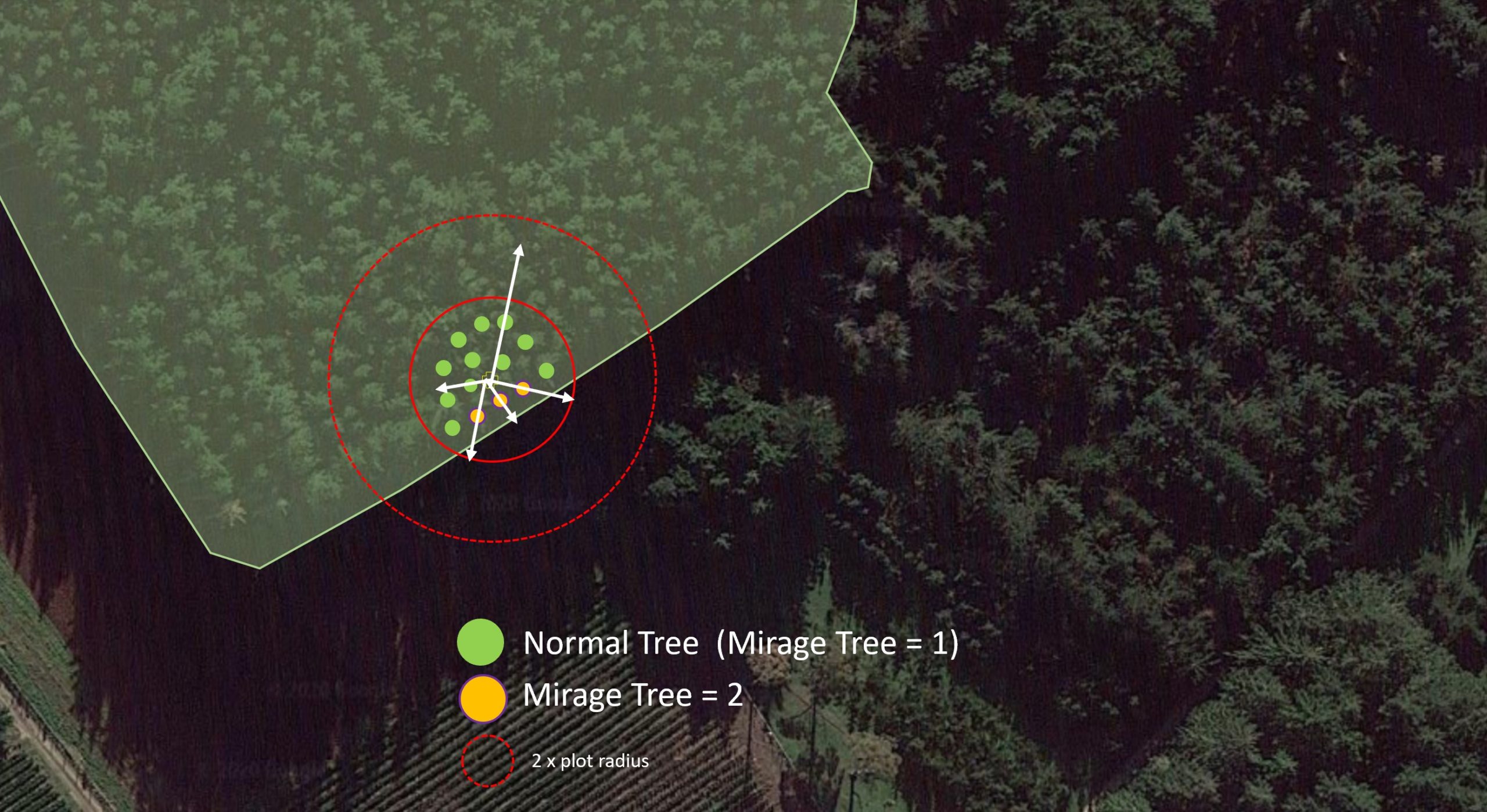 WalkThrough Mirage Plot for Forest Inventory