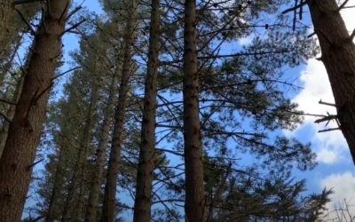 Edge Trees – An Important Consideration for Forest Inventory