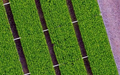 UAV for Seedling Counts