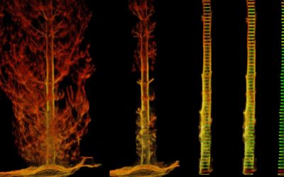 LiDAR Scanning Forests at Younger Age for Tree Selection Trials