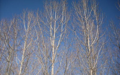 Poplars & Willows – An Option to Maximise Farming and Carbon Revenue
