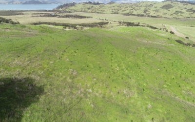 Averaging – A new method of carbon accounting in the Emissions Trading Scheme